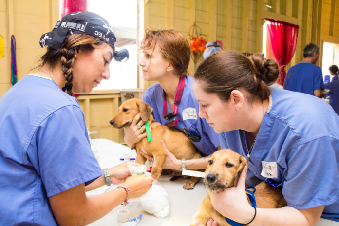 Signal Hill Animal Clinic Provides Comprehensive Medical Care For Small Animals