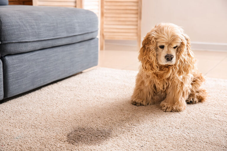 How To Remove Old Pet Stains, Urine And Odor From Carpet You Should Know