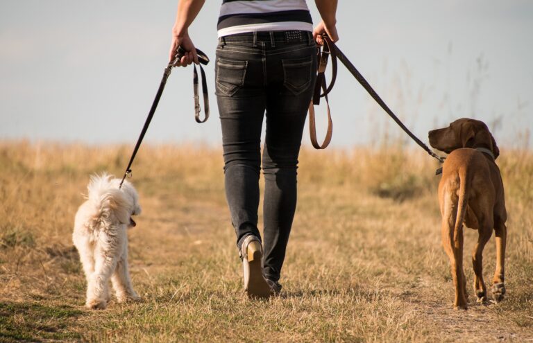 Get In Touch With Pet Franchising Opportunities To Start A Pet Sitting Business