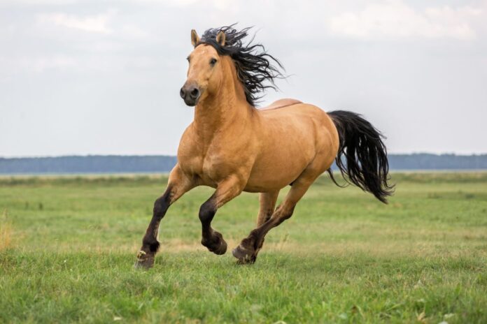 Do Healthy Horses Are Happy Horses You Should Know