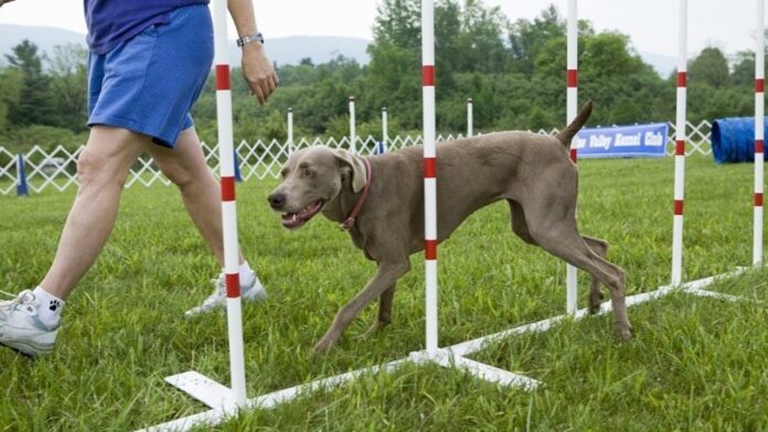 The Best Tools To Accomplish Obedience Training For Dogs