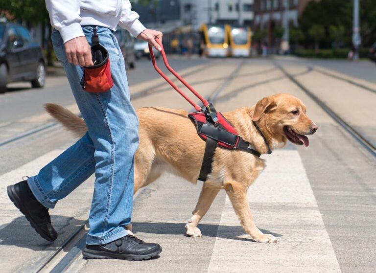 The Importance Of Using Dog Training Collars You Should Know