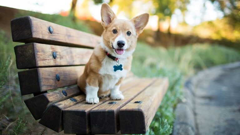 How To Do Create Personal Pet Tags You Should Know