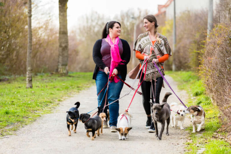 Starting A Dog Walking Business With Fetch Pet Franchises