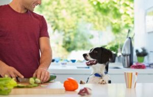 Homemade Dog Food Recipes – A Simple Solution to Help Your Dog Live Longer