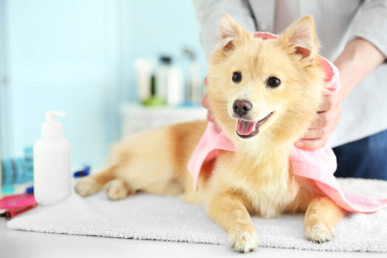 How First Pet Review and Rating Site of Australia to Launch You Need Know