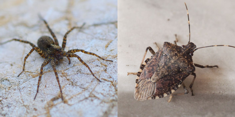 Protect Your Home Year Rounds From These Bothersome Pests