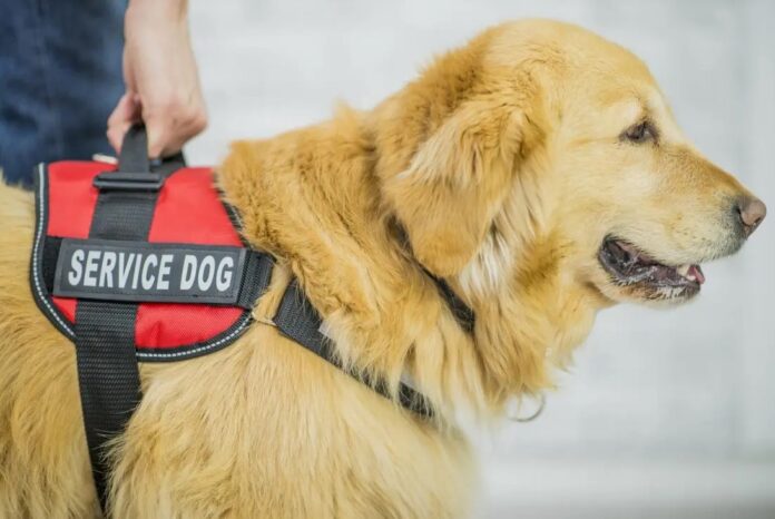 How to Choose Service Dog Breeds: Everything You Need to Know