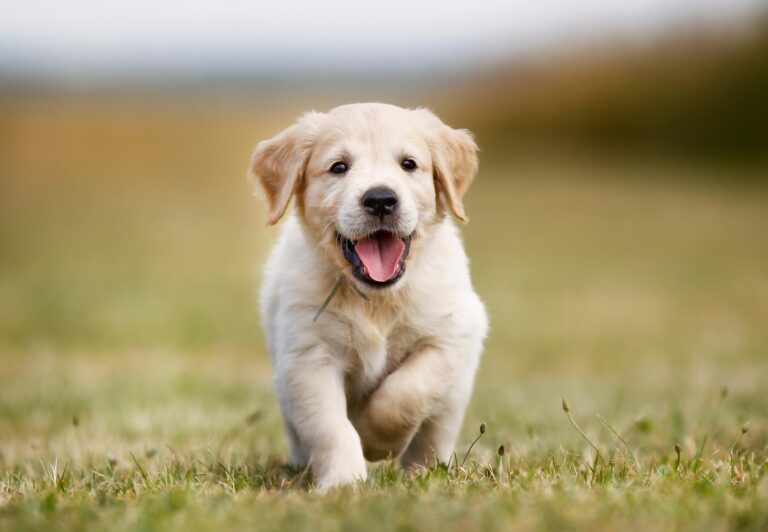 10 Things To Think About Before Deciding To Buy a Pet